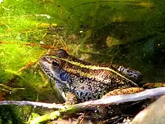 Grenouille verte de Bedriaga