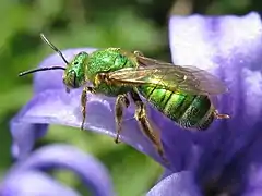 Espèce indéterminée du genre Agapostemon.