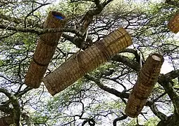 Ruches dans un arbre en pays Konso, Éthiopie