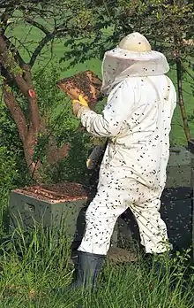 Apiculteur intervenant dans une ruche, protégé par une combinaison intégrale.