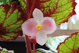 Détail d'un Begonia rex