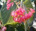 Begonia corallina (Cucurbitales, Begoniaceae)