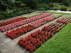 Bégonias « annuels » (Begonia ×semperflorens-cultorum)