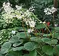 Inflorescences d'un spécimen de jardin botanique