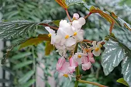 Fleurs mâles (haut) et femelles (en bas, roses)