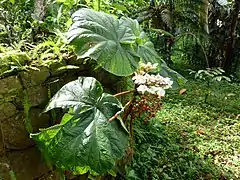 Begonia baccata, le bégonia géant.