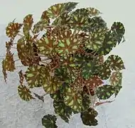 Begonia bowerae 'Tiger'