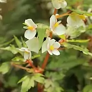 Fleurs mâles (haut) et femelles (bas)