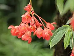 Description de l'image Begonia foliosa-IMG 4515.jpg.