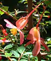 Inflorescence femelle de Begonia foliosa var. miniata