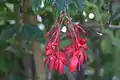 Inflorescence mâle de Begonia foliosa var. miniata