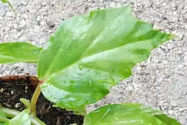 Feuille de Begonia glabra var. amplifolia