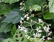 Inflorescence