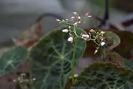 Inflorescence en boutons