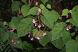 Détail d'un Begonia grandis