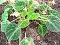 Begonia imperialis var. brunea