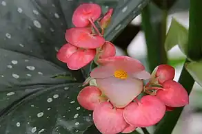 Fleurs mâles
