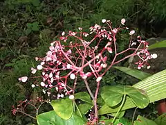 Inflorescence