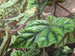 Détail des feuilles et tiges (spécimen cultivé)