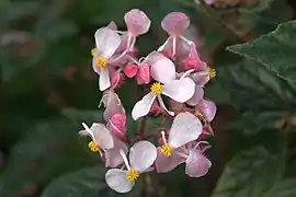 inflorescence mâle (spécimen cultivé)