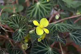 Inflorescence