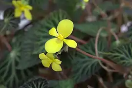 Détail de la floraison, mâle (haut) et femelle (bas)