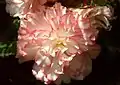 Begonia ×tuberhybridaPin up rose