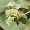 Inflorescence