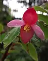 Inflorescence mâle (cultivée)