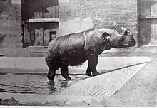 Photographie en noir et blanc d'un Rhinocéros de Sumatra sortant de la piscine de son parc par un plan incliné.