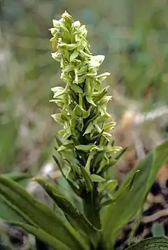 Description de l'image Behring Orchid - Platanthera tipuloides.jpg.