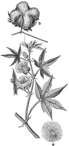 Description de l'image Beklädnadsväxter, Gossypium herbaceum, Nordisk familjebok.png.