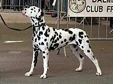 Chien Dalmatien de profil, blanc constellé de taches noires.