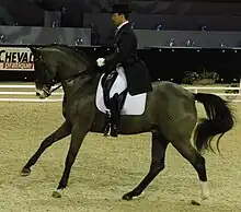 Lors d'une compétitin officielle de dressage, un cheval bai exécute des changements de pied au galop.