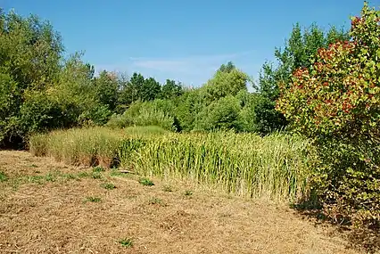 La végétation de la zone sud : saules, viornes obier, joncs, massettes...