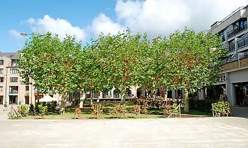 Les arbres du côté est.