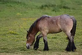 Un cheval de trait de race belge bai granité, ou rouan.