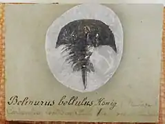 Belinurus belulus (Bellinuridae)