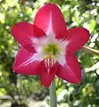 Hippeastrum sp.