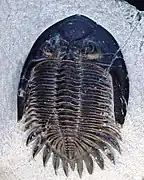 Trilobite.