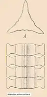 Bellerochea malleus(Engler & Prantl, 1900)