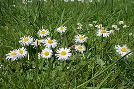 Pâquerettes (Bellis perennis), fleur commune en Europe.