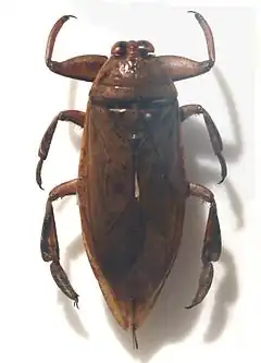 Description de l'image Belostoma gigantea.jpg.