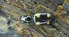 Description de l'image Bembidion quadrimaculatum upside.jpg.