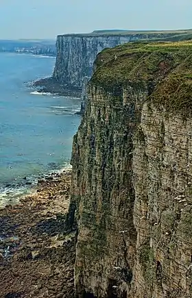 Image illustrative de l’article Falaises de Bempton