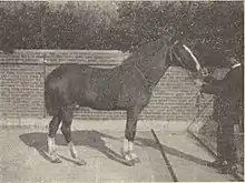 Photographie noir et blanc d'un cheval vu de profil et tenu en main par un homme africain.