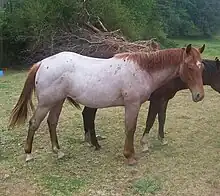 Cheval roux et blanc.