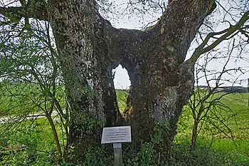 Orme et frêne mêlés.