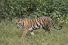 Une quadrupède remplie de majesté marche dans de hautes herbes.