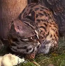 Photo couleur : gros plan d'un chat moucheté et tigré.